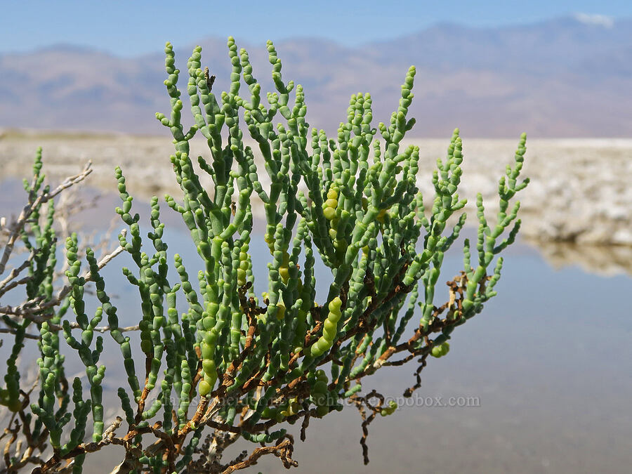 iodine-bush (Allenrolfea occidentalis) [Mormon Point, Death Valley National Park, Inyo County, California]