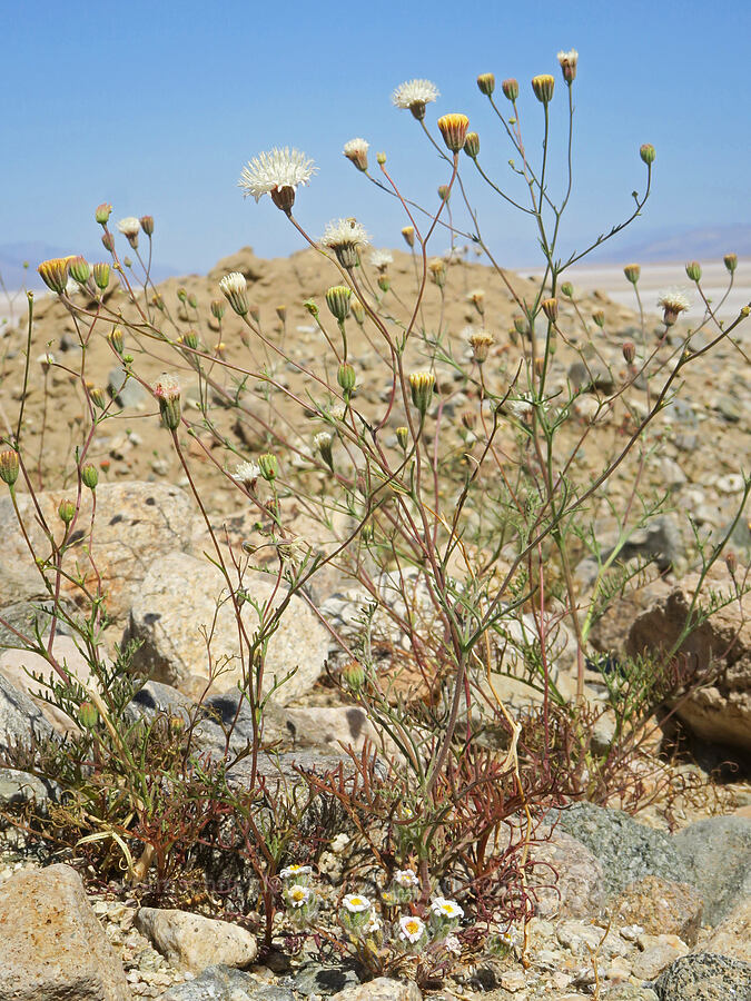 pebble pincushion (Chaenactis carphoclinia var. carphoclinia) [Mormon Point, Death Valley National Park, Inyo County, California]