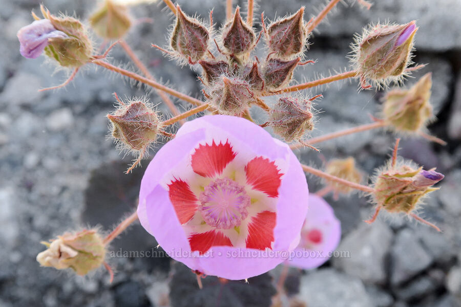 desert five-spot (Eremalche rotundifolia) [Sidewinder Canyon, Death Valley National Park, Inyo County, California]