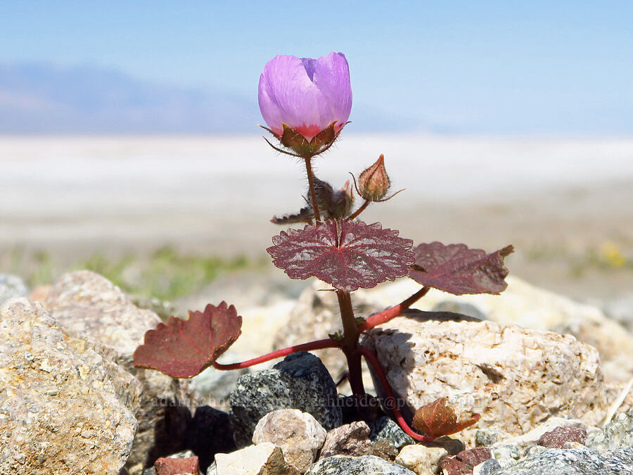 desert five-spot (Eremalche rotundifolia) [near Sidewinder Canyon, Death Valley National Park, Inyo County, California]