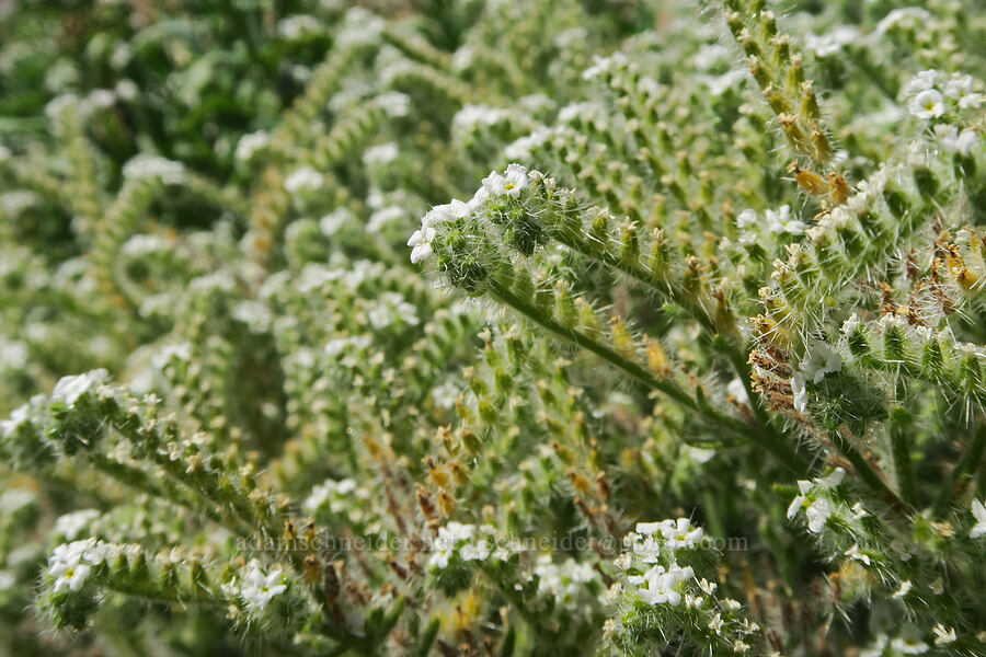 narrow-leaf cryptantha (Johnstonella angustifolia (Cryptantha angustifolia)) [Furnace Creek, Death Valley National Park, Inyo County, California]