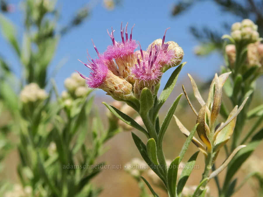 arrow-weed (Pluchea sericea) [Furnace Creek, Death Valley National Park, Inyo County, California]