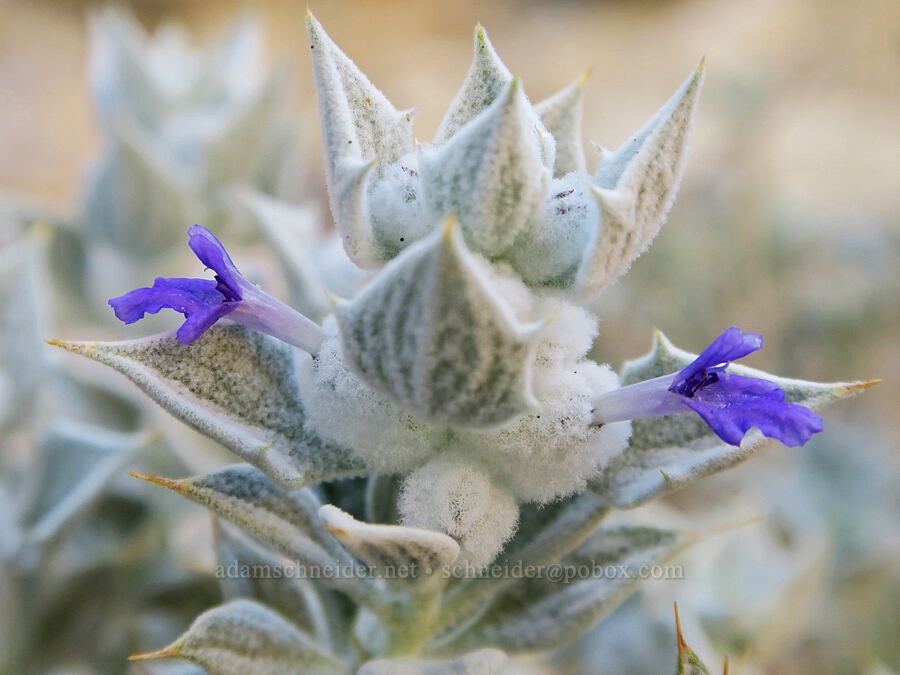 Death Valley sage (Salvia funerea) [Hole-in-the-Wall Road, Death Valley National Park, Inyo County, California]