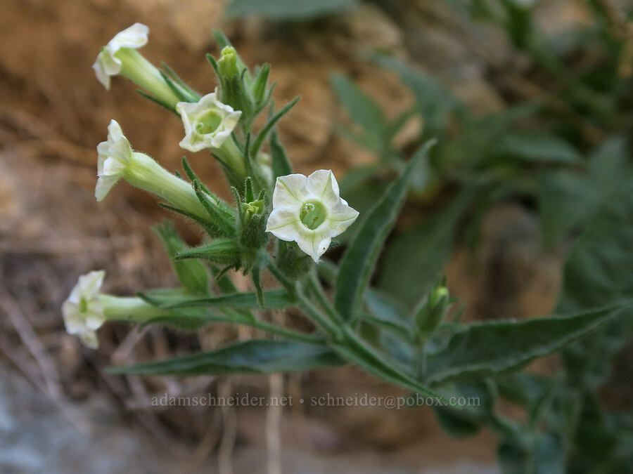 desert tobacco (Nicotiana obtusifolia) [Echo Canyon, Death Valley National Park, Inyo County, California]