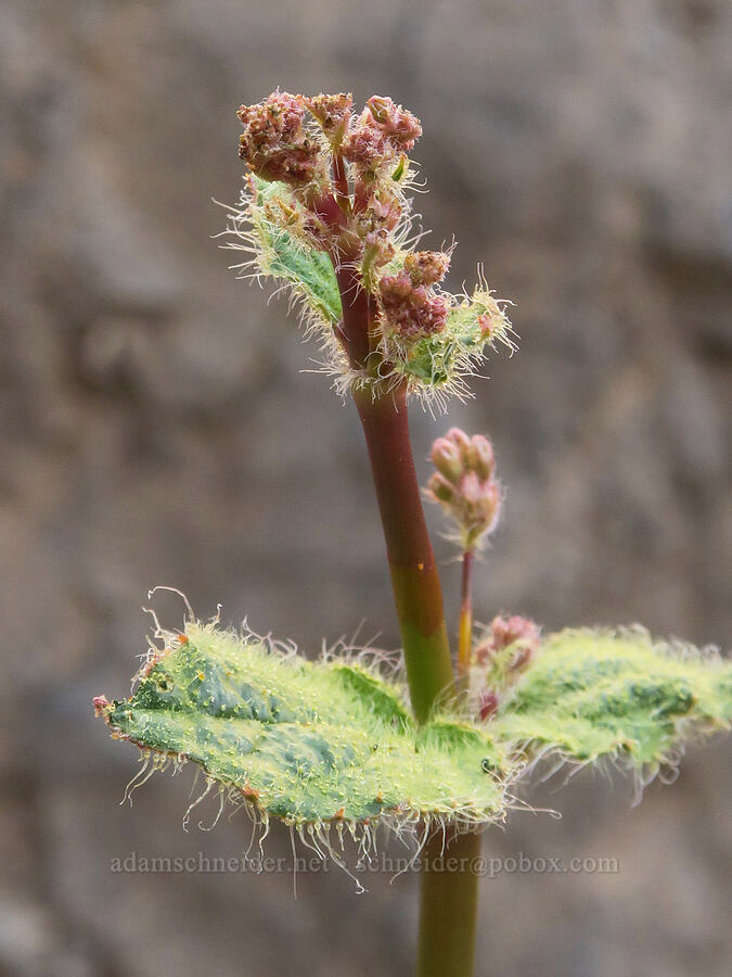 valley ring-stem, budding (Anulocaulis annulatus (Boerhavia annulata)) [Echo Canyon, Death Valley National Park, Inyo County, California]