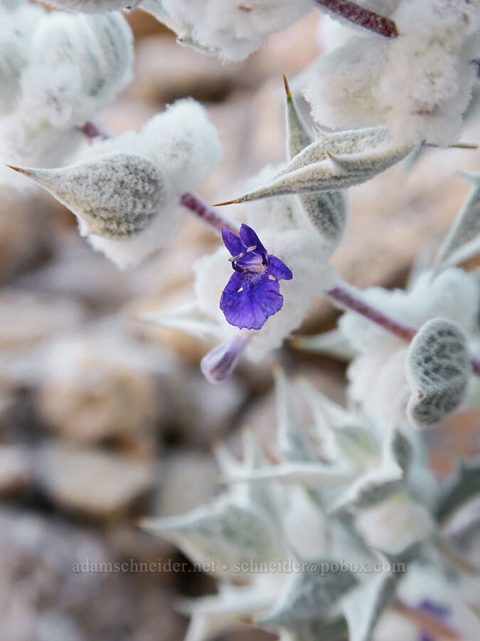Death Valley sage (Salvia funerea) [Echo Canyon, Death Valley National Park, Inyo County, California]