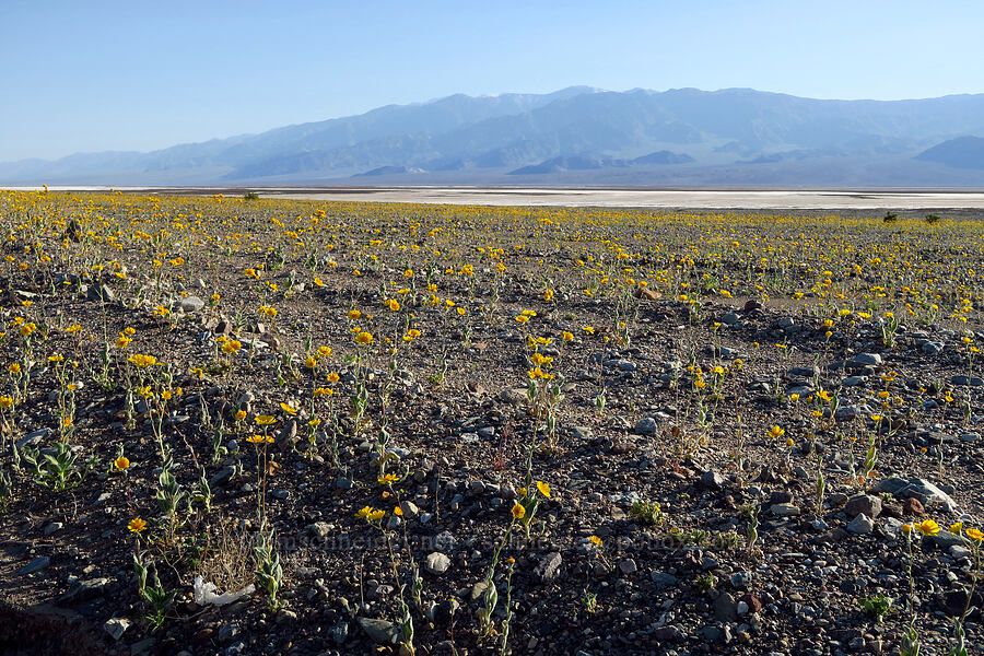 desert gold (Geraea canescens) [Beatty Cutoff Road, Death Valley National Park, Inyo County, California]