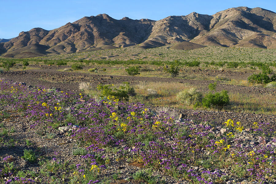 phacelia & sun-cups (Phacelia crenulata, Chylismia brevipes (Camissonia brevipes)) [Beatty Cutoff Road, Death Valley National Park, Inyo County, California]