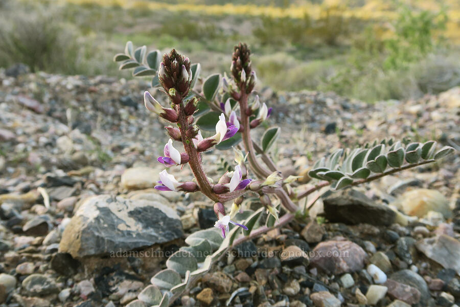 Layne's milk-vetch (Astragalus layneae) [Daylight Pass Road, Death Valley National Park, Inyo County, California]