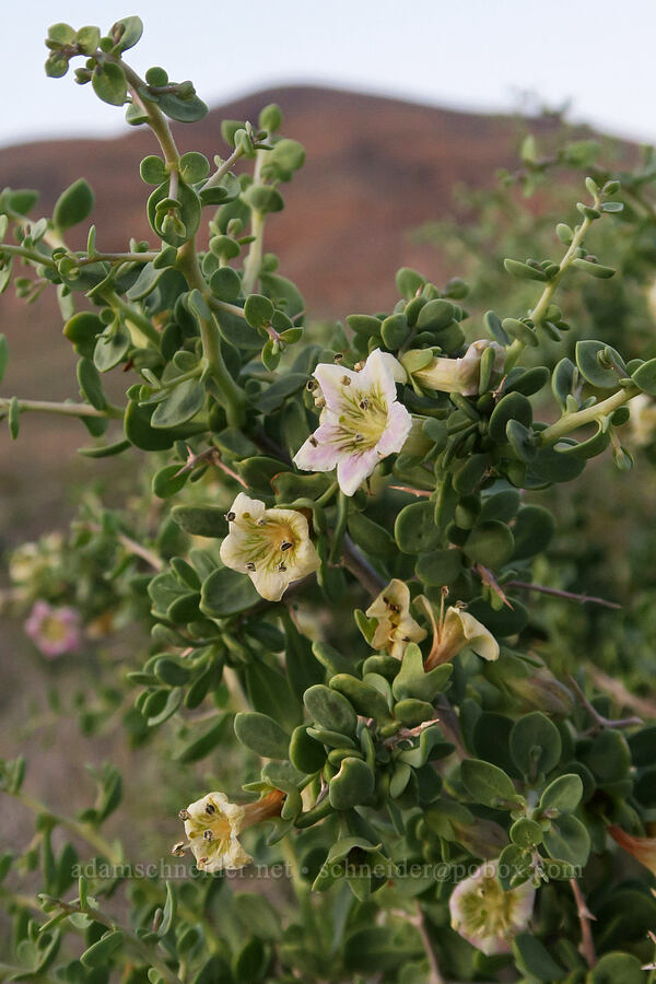 rabbit-thorn/wolf-berry (Lycium pallidum var. oligospermum) [Chloride City Road, Death Valley National Park, Inyo County, California]