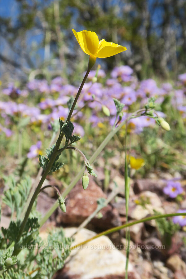 pygmy poppy (Eschscholzia minutiflora) [Daylight Pass, Death Valley National Park, Inyo County, California]