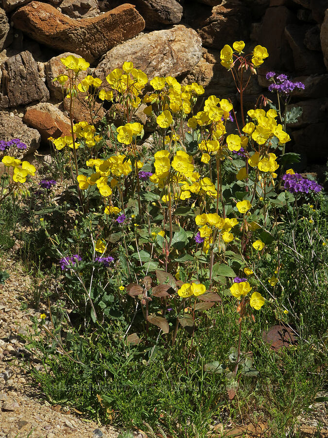 golden sun-cups & phacelia (Chylismia brevipes (Camissonia brevipes), Phacelia sp.) [Grapevine Mountains, Death Valley National Park, Inyo County, California]