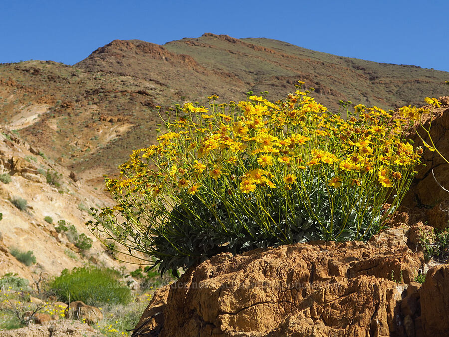 brittlebush (Encelia farinosa) [Grapevine Mountains, Death Valley National Park, Inyo County, California]