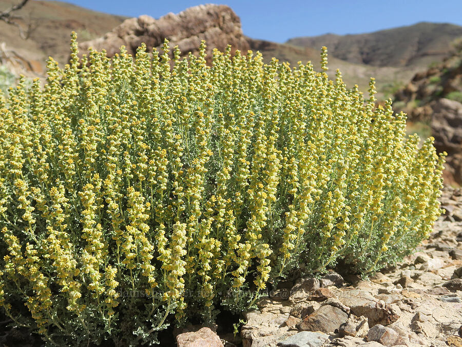 white bur-sage/burro-weed (Ambrosia dumosa) [Grapevine Mountains, Death Valley National Park, Inyo County, California]