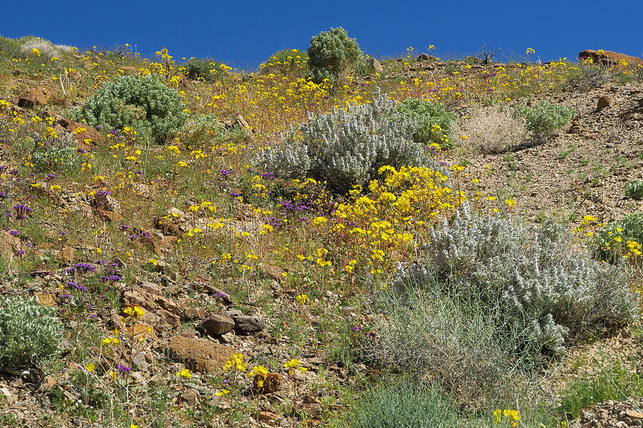 wildflowers (Chylismia brevipes (Camissonia brevipes), Phacelia crenulata, Salvia funerea, Atriplex hymenelytra) [Grapevine Mountains, Death Valley National Park, Inyo County, California]