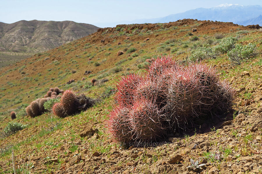 cotton-top cactus (Echinocactus polycephalus (Homalocephala polycephala)) [Grapevine Mountains, Death Valley National Park, Inyo County, California]