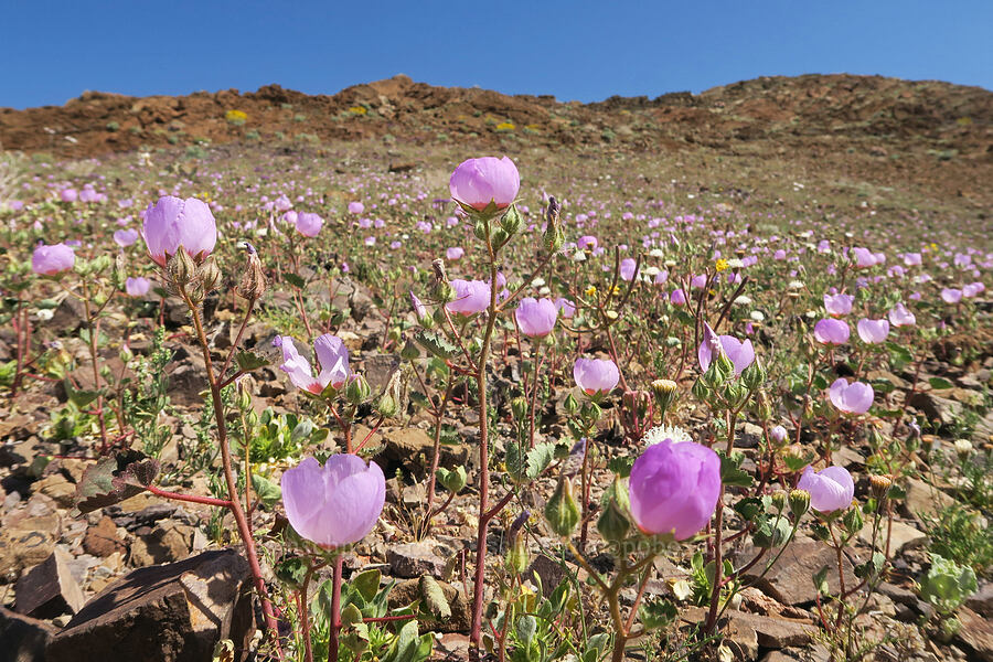 desert five-spot (Eremalche rotundifolia) [Hell's Gate, Death Valley National Park, Inyo County, California]