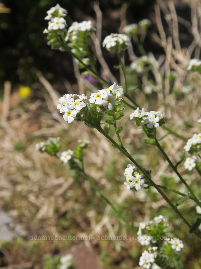 cryptantha (Cryptantha sp.) [Hell's Gate, Death Valley National Park, Inyo County, California]