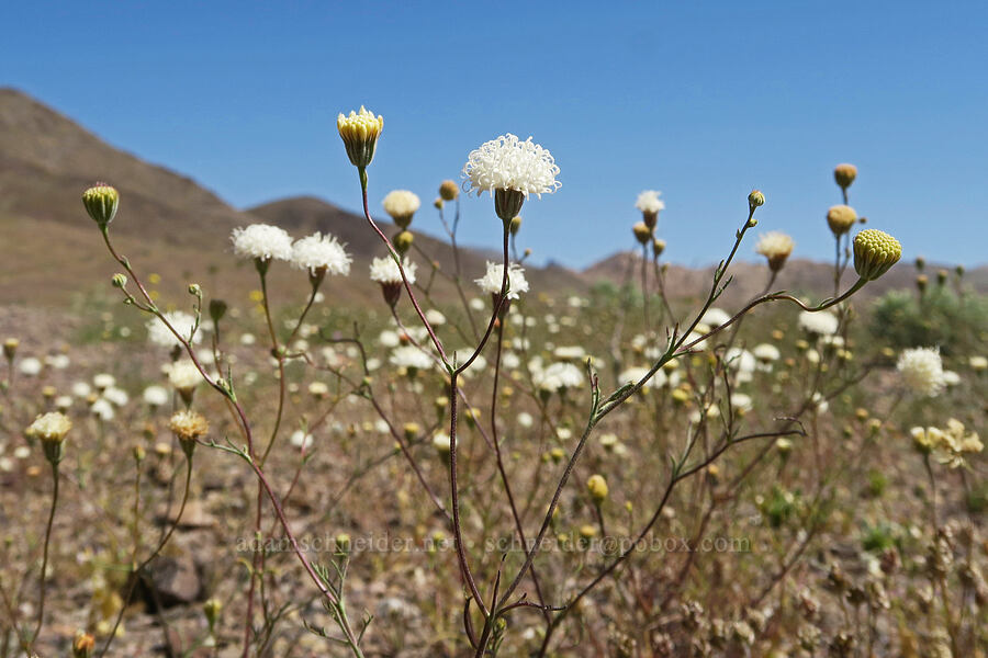 pebble pincushion (Chaenactis carphoclinia var. carphoclinia) [Mud Canyon Road, Death Valley National Park, Inyo County, California]
