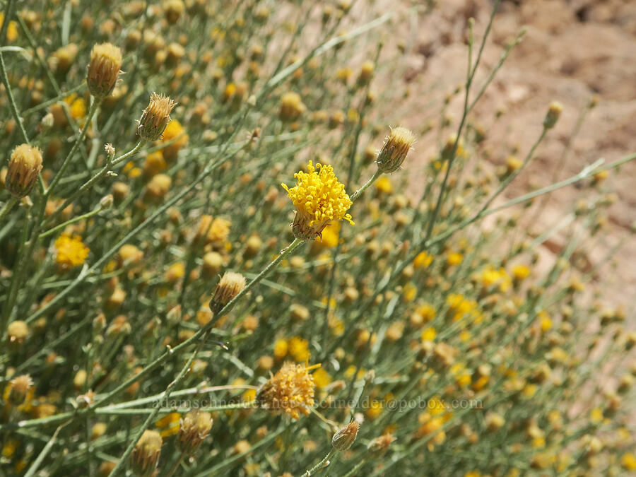 rough sweet-bush (Bebbia juncea var. aspera) [Titus Canyon, Death Valley National Park, Inyo County, California]