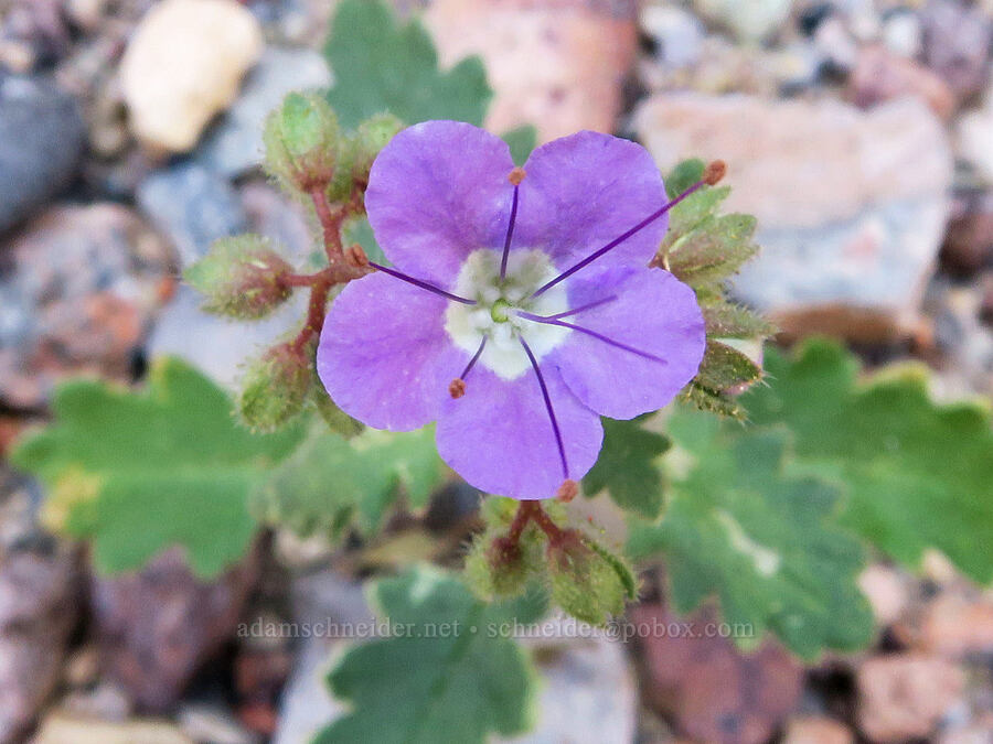 notch-leaf phacelia (Phacelia crenulata) [Titus Canyon, Death Valley National Park, Inyo County, California]