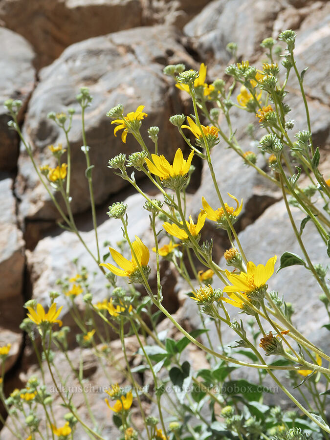 net-vein golden-eye (Bahiopsis reticulata (Viguiera reticulata)) [Titus Canyon, Death Valley National Park, Inyo County, California]