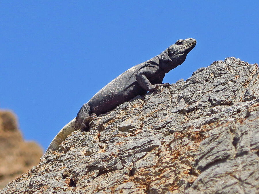 chuckwalla (Sauromalus ater) [near Titus Canyon, Death Valley National Park, Inyo County, California]