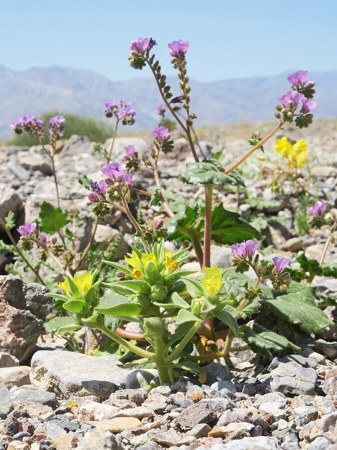 desert snapdragon & caltha-leaf phacelia (Mohavea breviflora, Phacelia calthifolia) [near Titus Canyon, Death Valley National Park, Inyo County, California]