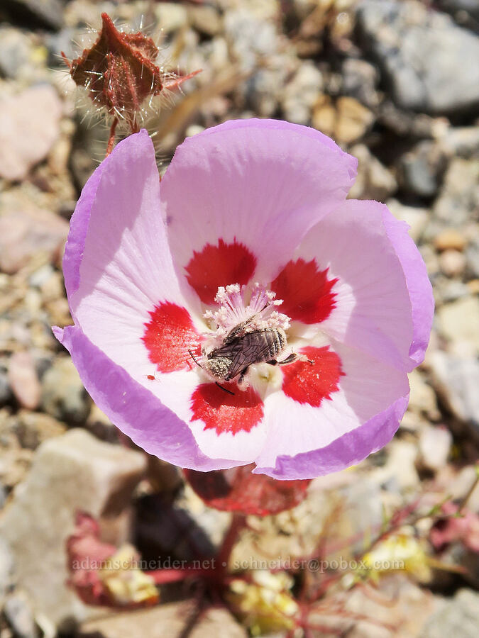 chimney bee in desert five-spot (Diadasia sp., Eremalche rotundifolia) [near Titus Canyon, Death Valley National Park, Inyo County, California]