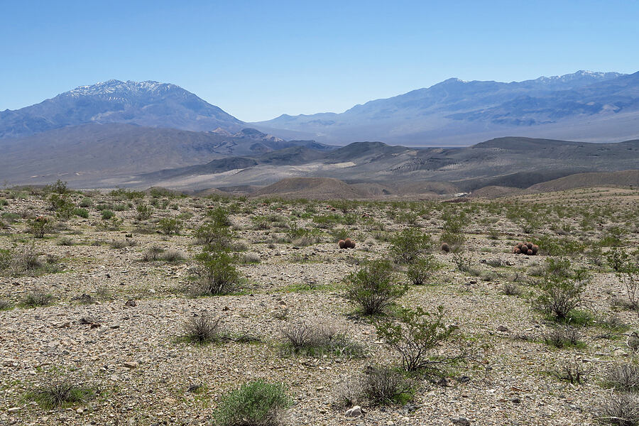 Tin Mountain & Dry Mountain [Grapevine Mountains, Death Valley National Park, Inyo County, California]