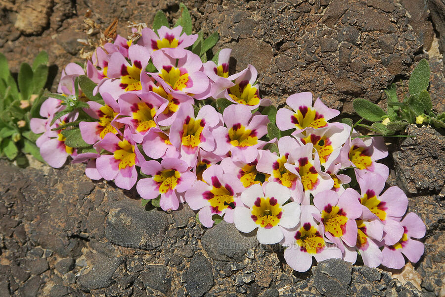 Death Valley monkeyflower (Diplacus rupicola (Mimulus rupicola)) [Grapevine Mountains, Death Valley National Park, Inyo County, California]