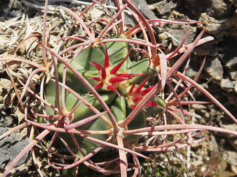 cotton-top cactus (Echinocactus polycephalus (Homalocephala polycephala)) [Grapevine Mountains, Death Valley National Park, Inyo County, California]