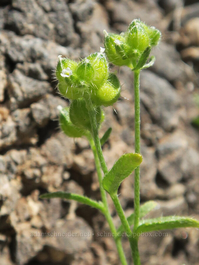 wing-nut cryptantha (Cryptantha pterocarya) [Grapevine Mountains, Death Valley National Park, Inyo County, California]