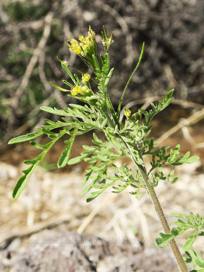 tansy-mustard (Descurainia sp.) [Mesquite Spring, Death Valley National Park, Inyo County, California]