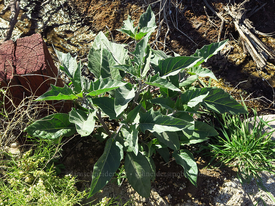 jimsonweed leaves (Datura wrightii) [Mesquite Spring, Death Valley National Park, Inyo County, California]