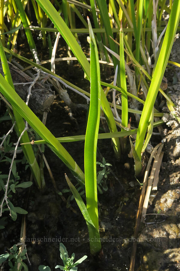 three-square bulrush (Schoenoplectus sp.) [Mesquite Spring, Death Valley National Park, Inyo County, California]