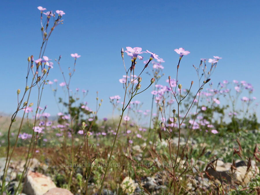 showy gilia (Gilia cana ssp. speciformis) [North Highway, Death Valley National Park, Inyo County, California]