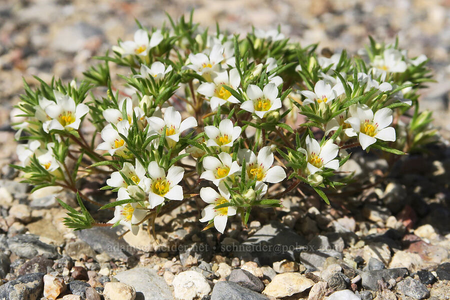 desert linanthus (Linanthus demissus) [North Highway, Death Valley National Park, Inyo County, California]