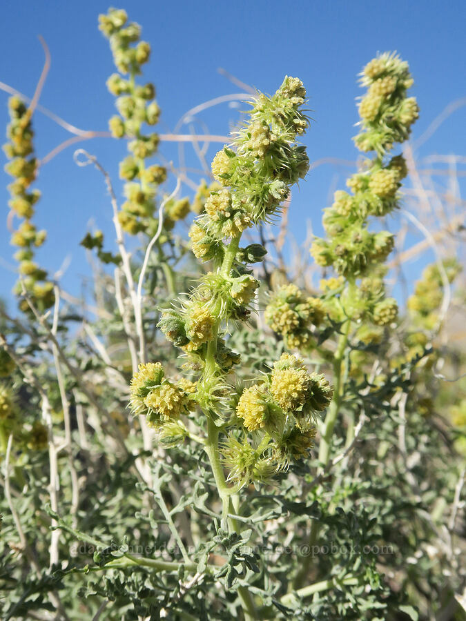 white bur-sage/burro-weed (Ambrosia dumosa) [North Highway, Death Valley National Park, Inyo County, California]