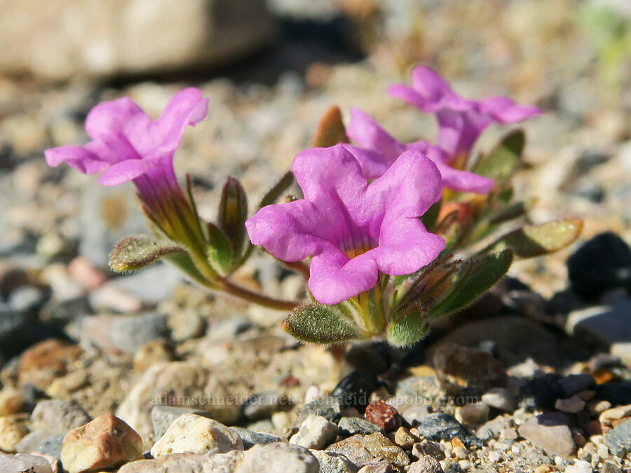 purple-mat (Nama demissa (Nama demissum)) [North Highway, Death Valley National Park, Inyo County, California]