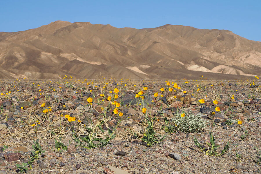 desert gold & the Kit Fox Hills (Geraea canescens) [North Highway, Death Valley National Park, Inyo County, California]