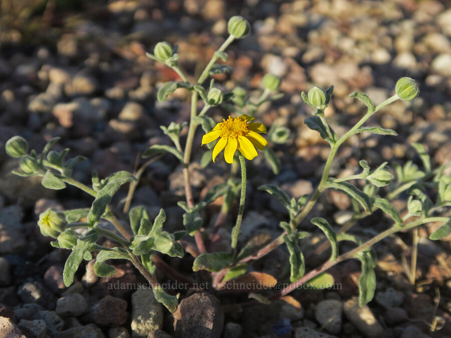 woolly sunflower (Eriophyllum ambiguum) [Dante's View Road, Death Valley National Park, Inyo County, California]