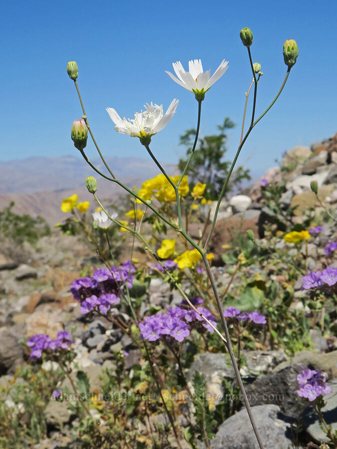 gravel ghost (Atrichoseris platyphylla (Malacothrix platyphylla)) [Emigrant Junction, Death Valley National Park, Inyo County, California]