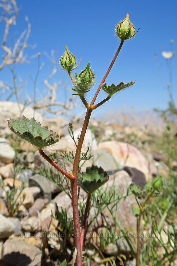 desert five-spot (Eremalche rotundifolia) [Highway 190, Death Valley National Park, Inyo County, California]