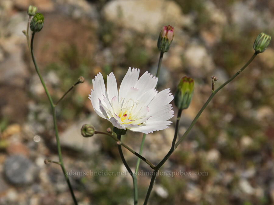 gravel ghost (Atrichoseris platyphylla (Malacothrix platyphylla)) [Highway 190, Death Valley National Park, Inyo County, California]