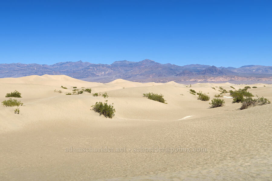sand dunes & Grapevine Mountains [Mesquite Dunes, Death Valley National Park, Inyo County, California]