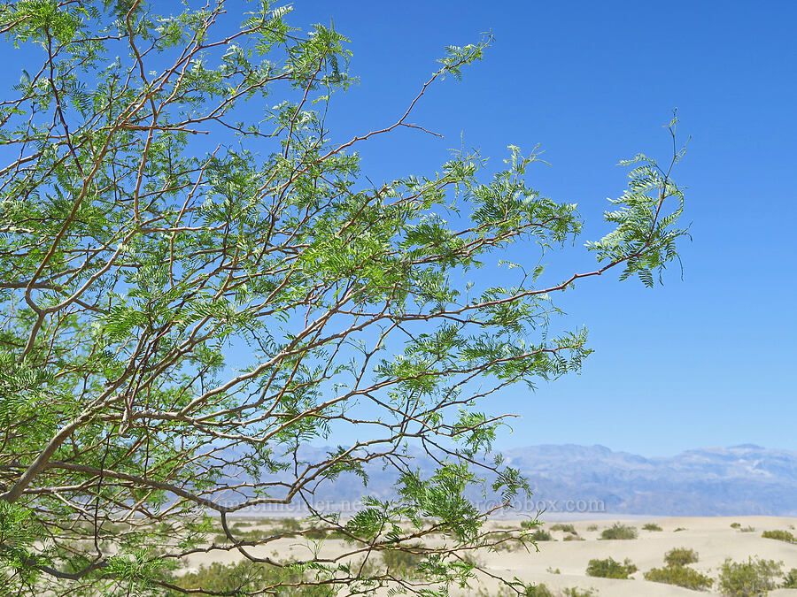 honey mesquite (Prosopis glandulosa) [Mesquite Dunes, Death Valley National Park, Inyo County, California]