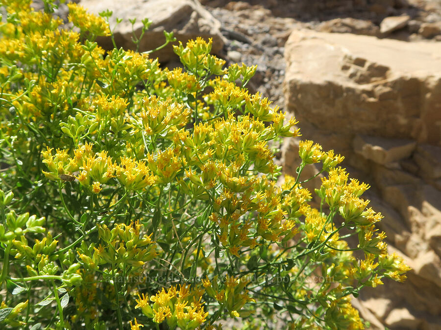 Fremont's chaff-bush (Amphipappus fremontii var. fremontii) [Mosaic Canyon, Death Valley National Park, Inyo County, California]