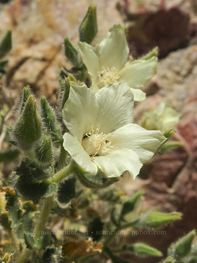 rock-nettle (Eucnide urens) [Mosaic Canyon, Death Valley National Park, Inyo County, California]
