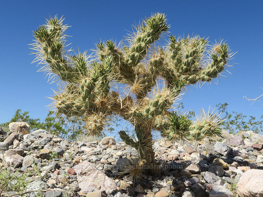 silver cholla (Cylindropuntia echinocarpa (Opuntia echinocarpa)) [Emigrant Canyon Road, Death Valley National Park, Inyo County, California]
